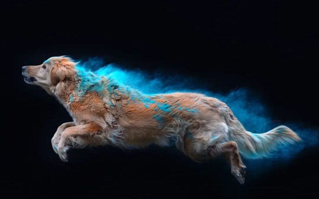 Holi fotografování - hovawart