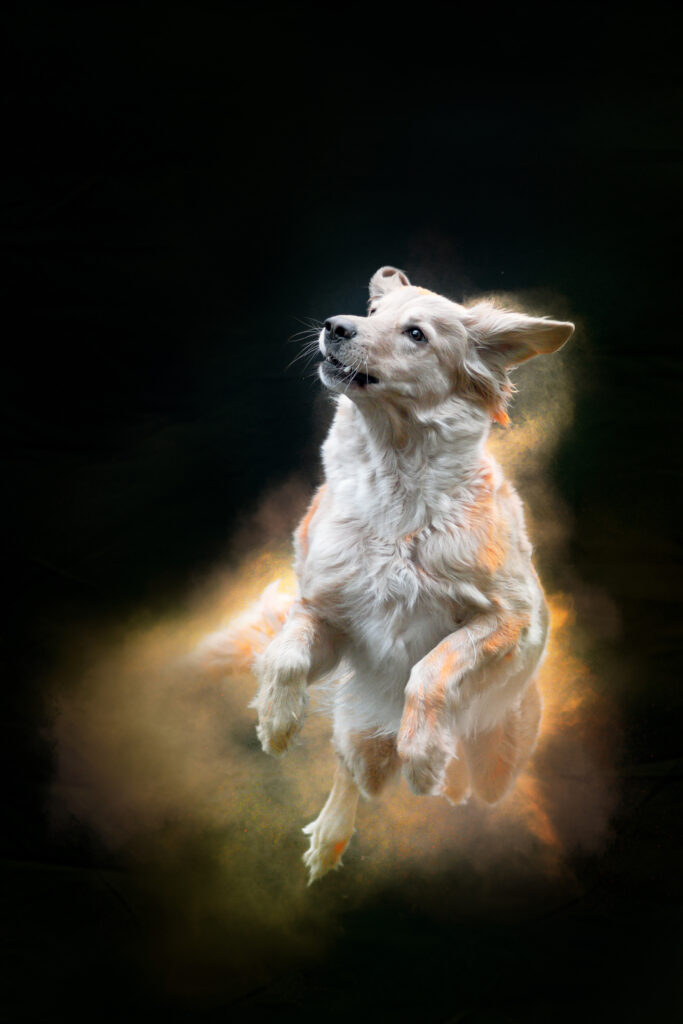 Hovawart - fotografie