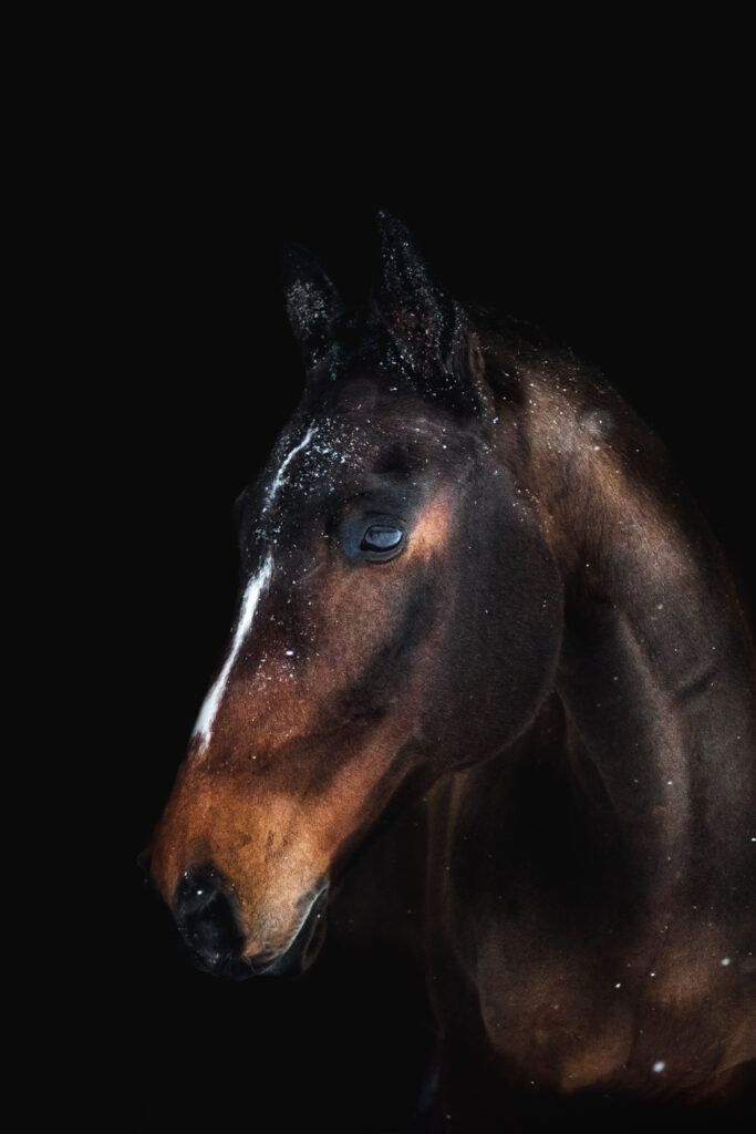 Fotografování zvířaz i portréty