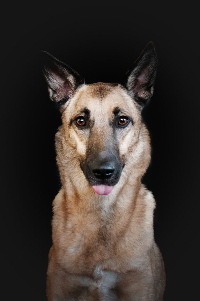 Fotografování psů a lidí